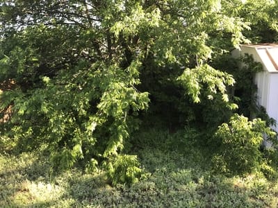 This picture shows overgrown tree branches. We trimmed the trees to create a new open space as a backyard.