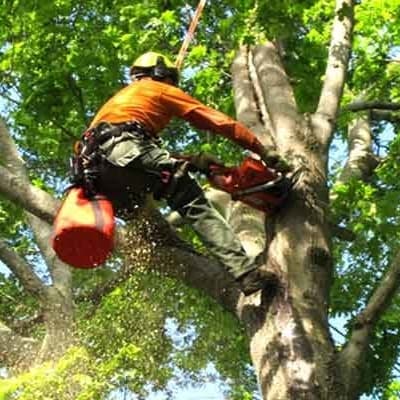 A worker in the trees, cutting limbs and pruning trees to make them look pretty. We start removing trees from the top to lighten the weight as we cut down.